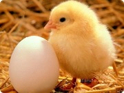Продам два больших цеха. действующую птицефабрику